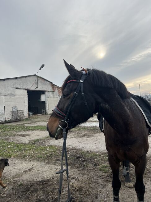 Wunderschöne Trense von Bellora Equestrian (schwarz und rot), Bellora Equestrian, Bellora Equestrian, Trensen, Budakalász