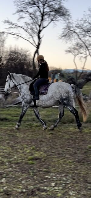 Wunderschöne Warmblutstute, Karin, Pferd kaufen, Saubersdorf
