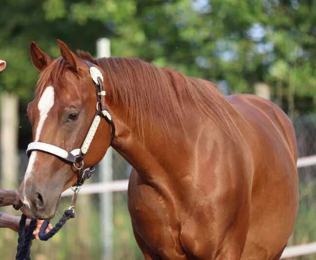 Wunderschöne, weit entwickelte Quarter Horse Stute mit excellenter Abstammung, Kerstin Rehbehn (Pferdemarketing Ost), Pferd kaufen, Nienburg, Abbildung 11