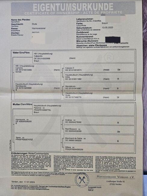 Wunderschönen Hannoveraner Stute Vielseitigkeit/ Springen, Franziska, Pferd kaufen, Ahrensbök , Abbildung 7