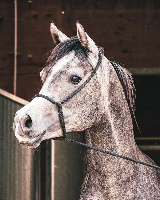 Wunderschöner 2jähriger Vollblutaraber, ASAM Arabian horses, Pferd kaufen, Ulm