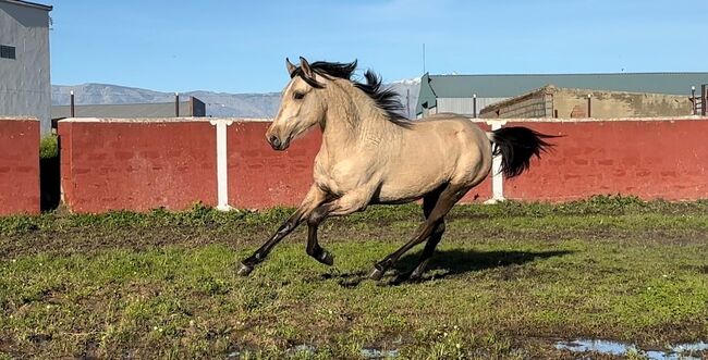 Wunderschöner Andalusier 2 Jahre, Post-Your-Horse.com, Pferd kaufen, Rafelguaraf, Abbildung 3