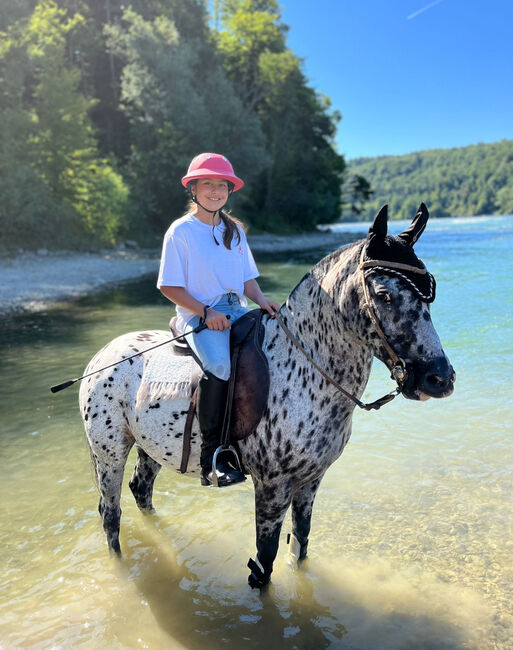 Wunderschöner Appi Wallach sucht Bestplatz, Anny, Pferd kaufen, Waldshut 