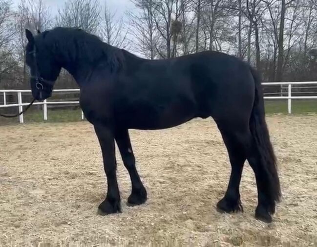 Wunderschöner Friesenhengst, Karin Steiner , Pferd kaufen, St. Georgen ob Judenburg 