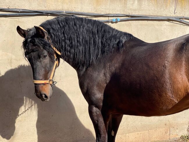 Wunderschöner großer Dunkelbrauner PRE mit Papier, Post-Your-Horse.com (Caballoria S.L.), Pferd kaufen, Rafelguaraf, Abbildung 3