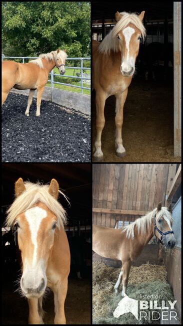Wunderschöner Haflinger Wallach sucht neues Zuhause, Elena Gosswiler, Pferd kaufen, Thusis, Abbildung 6