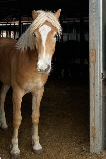 Wunderschöner Haflinger Wallach sucht neues Zuhause, Elena Gosswiler, Pferd kaufen, Thusis, Abbildung 5