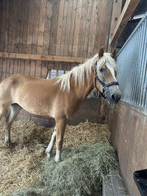 Wunderschöner Haflinger Wallach sucht neues Zuhause, Elena Gosswiler, Pferd kaufen, Thusis, Abbildung 3
