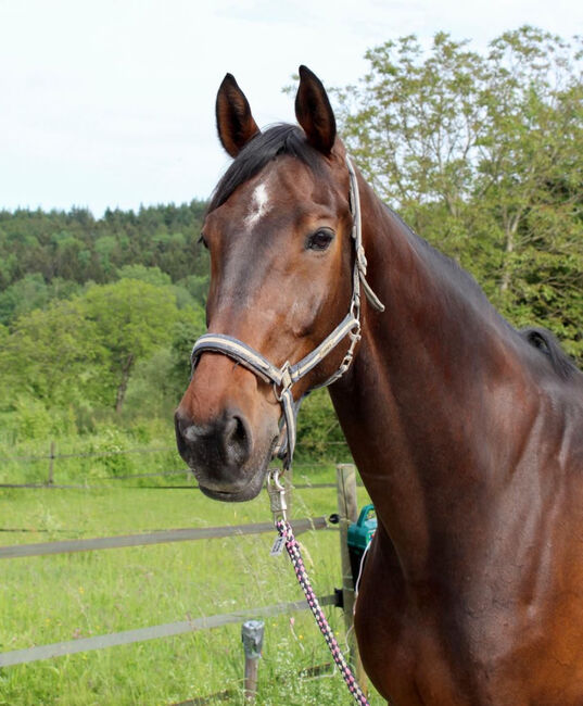 Wunderschöner Holsteiner Wallach mit hervorragenden Grundgangarten, Annika, Horses For Sale, Konstanz