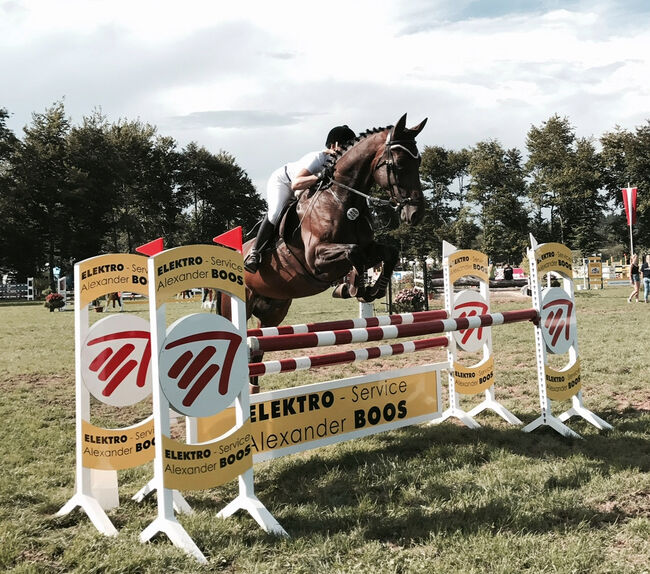 Wunderschöner Holsteiner Wallach mit hervorragenden Grundgangarten, Annika, Horses For Sale, Konstanz, Image 5