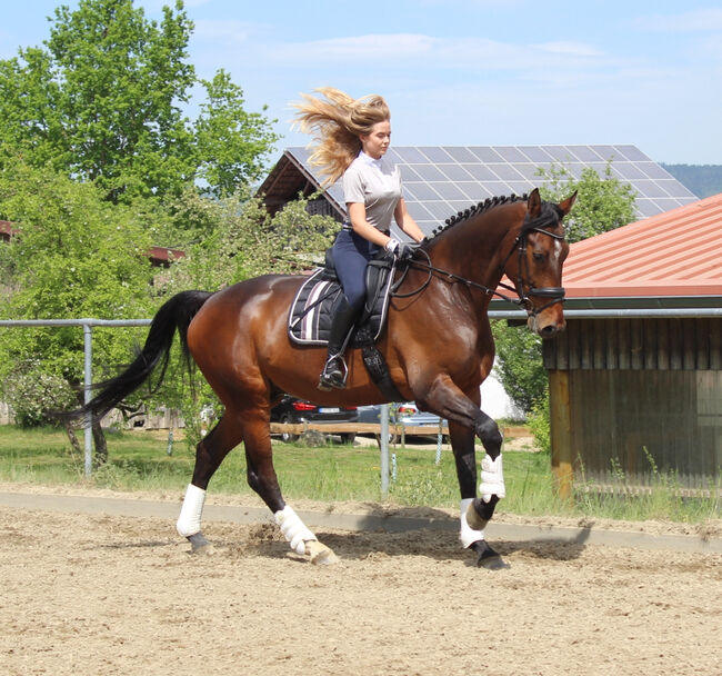 Wunderschöner Holsteiner Wallach mit hervorragenden Grundgangarten, Annika, Horses For Sale, Konstanz, Image 8