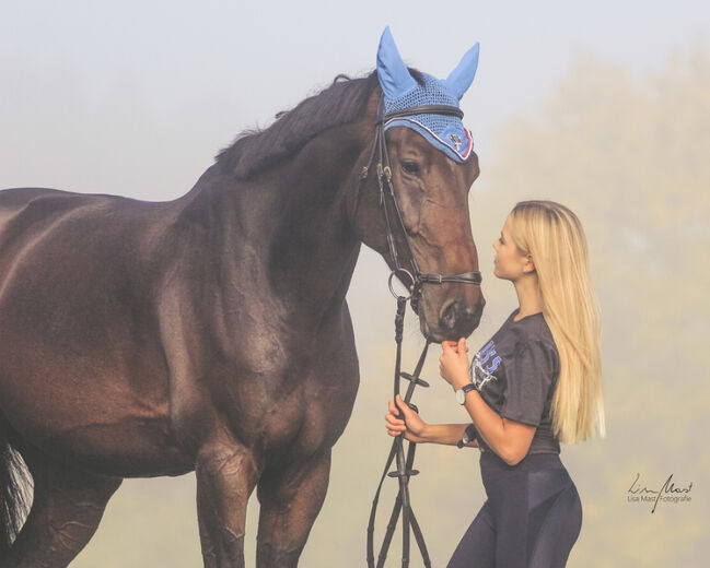 Wunderschöner Holsteiner Wallach mit hervorragenden Grundgangarten, Annika, Horses For Sale, Konstanz, Image 9