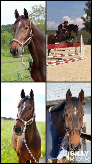 Wunderschöner Holsteiner Wallach mit hervorragenden Grundgangarten, Annika, Horses For Sale, Konstanz, Image 16