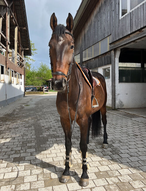 Wunderschöner Holsteiner Wallach mit hervorragenden Grundgangarten, Annika, Horses For Sale, Konstanz, Image 10