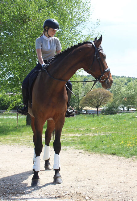 Wunderschöner Holsteiner Wallach mit hervorragenden Grundgangarten, Annika, Horses For Sale, Konstanz, Image 14