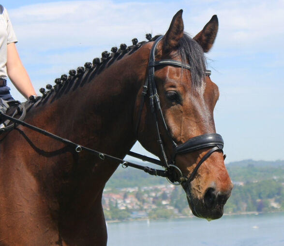 Wunderschöner Holsteiner Wallach mit hervorragenden Grundgangarten, Annika, Horses For Sale, Konstanz, Image 15