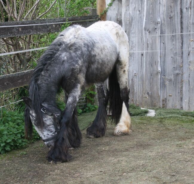 Wunderschöner Irish Cob Leopardtiger mit Varnish, Tina, Pferd kaufen, Calden, Abbildung 3