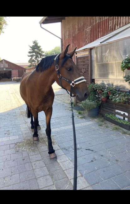 Wunderschöner Lusitano Cruzado Wallach, Shirin Sahin, Pferd kaufen, Altenstadt 