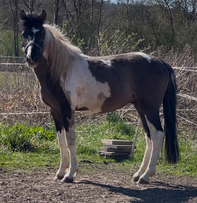 Wunderschöner Mustang Hengst ( Wallach) Grullo Tobiano, Privat, Pferd kaufen, Bad Hersfeld , Abbildung 3