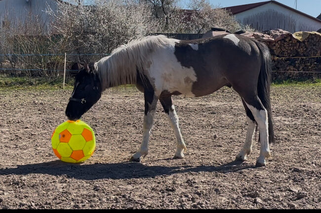 Wunderschöner Mustang Hengst ( Wallach) Grullo Tobiano, Privat, Pferd kaufen, Bad Hersfeld , Abbildung 4