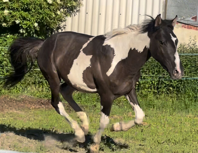 Wunderschöner Mustang Hengst ( Wallach) Grullo Tobiano, Privat, Pferd kaufen, Bad Hersfeld , Abbildung 5