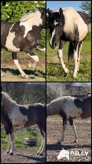 Wunderschöner Mustang Hengst ( Wallach) Grullo Tobiano, Privat, Pferd kaufen, Bad Hersfeld , Abbildung 9