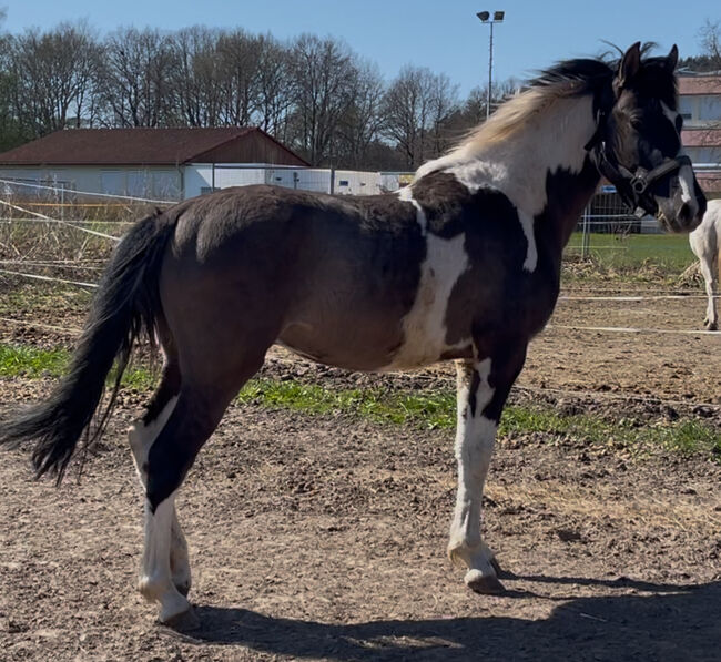 Wunderschöner Mustang Hengst ( Wallach) Grullo Tobiano, Privat, Pferd kaufen, Bad Hersfeld , Abbildung 6