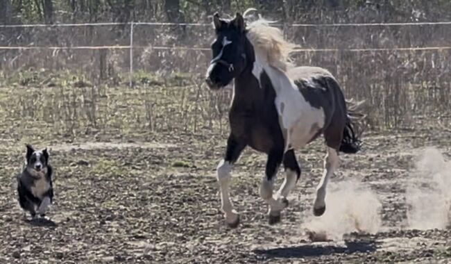 Wunderschöner Mustang Hengst ( Wallach) Grullo Tobiano, Privat, Pferd kaufen, Bad Hersfeld , Abbildung 7