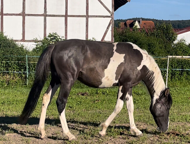 Wunderschöner Mustang Hengst ( Wallach) Grullo Tobiano, Privat, Pferd kaufen, Bad Hersfeld , Abbildung 8