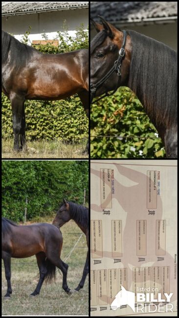 Wunderschöner PRE Wallach „Lenardo AH“, Yeguada Wiesca (Angelika Willms), Pferd kaufen, Ruppichteroth , Abbildung 7
