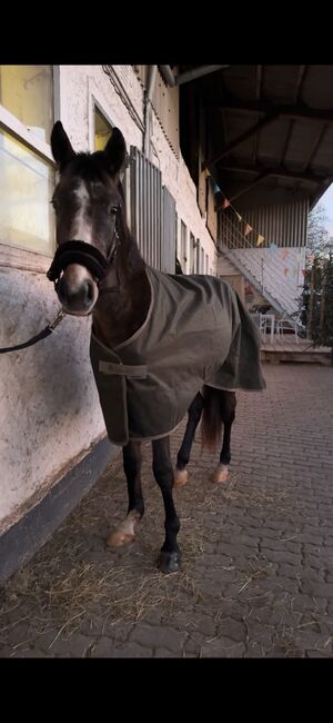 Wunderschöner Shagya Araber Distanzsport / endurance, Leoni, Pferd kaufen, Rotenburg an der Fulda, Abbildung 3