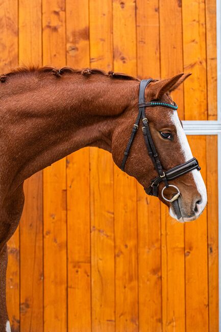 Wunderschöner Wallach mit Potential, Vladis Tim, Horses For Sale, Beeskow, Image 2