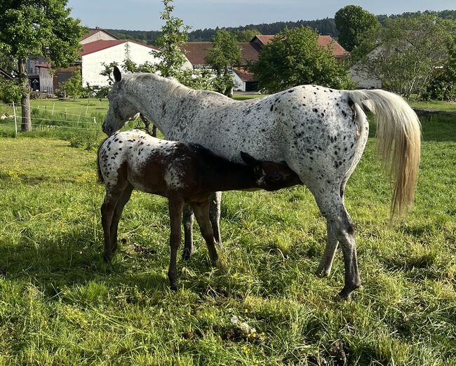 Wunderschönes Appaloosa Stutfohlen, Bernd Krämer, Pferd kaufen, Pappenheim , Abbildung 3