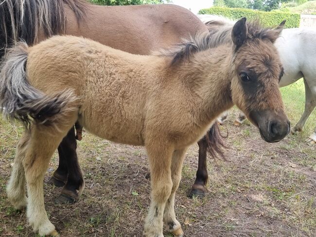 Wunderschönes Braunfalbe Hengstfohlen Partbred Shetty Falbe, Nadine  (Shettyzucht Frechdachs ), Pferd kaufen, Heringen, Abbildung 2