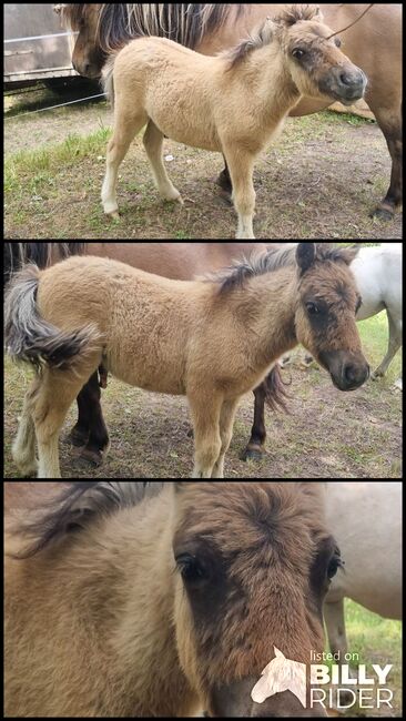 Wunderschönes Braunfalbe Hengstfohlen Partbred Shetty Falbe, Nadine  (Shettyzucht Frechdachs ), Pferd kaufen, Heringen, Abbildung 4