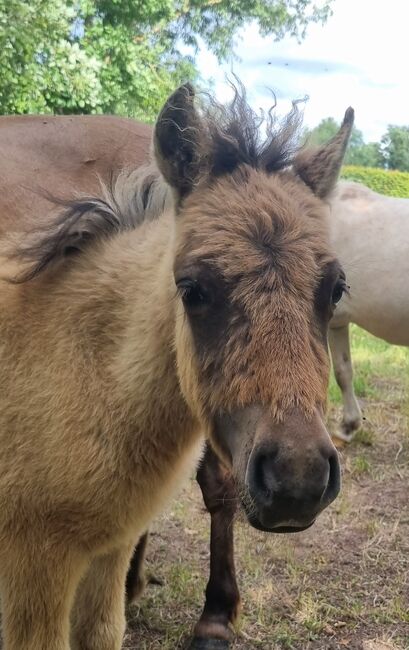 Wunderschönes Braunfalbe Hengstfohlen Partbred Shetty Falbe, Nadine  (Shettyzucht Frechdachs ), Pferd kaufen, Heringen, Abbildung 3