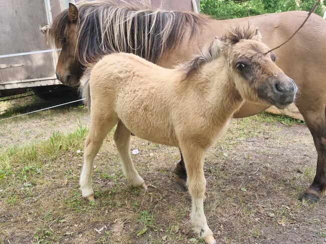 Wunderschönes Braunfalbe Hengstfohlen Partbred Shetty Falbe, Nadine  (Shettyzucht Frechdachs ), Pferd kaufen, Heringen