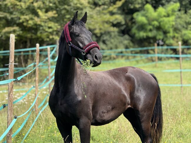 Wunderschönes Jungpferd, Nadine Flad, Pferd kaufen, Bad Friedrichshall 