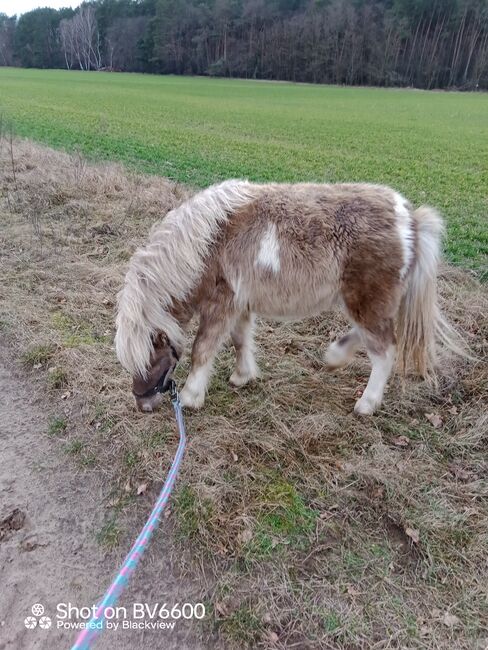 Wunderschönes Kinderpony Stute, R.J., Pferd kaufen, Friedland