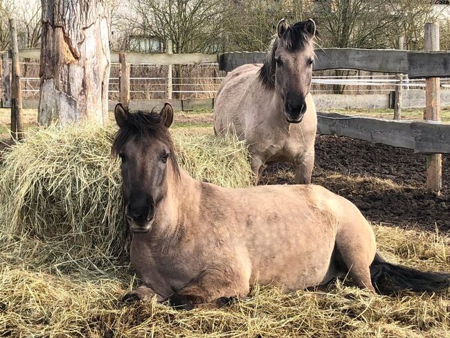 Wunderschönes Pony zu verkaufen, Joanna, Pferd kaufen, Goleniów 