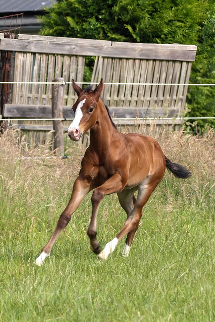 Wunderschönes Quarter Horse Stutfohlen mit guten Gängen, Kerstin Rehbehn (Pferdemarketing Ost), Pferd kaufen, Nienburg, Abbildung 11