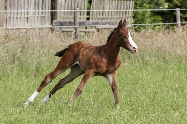 Wunderschönes Quarter Horse Stutfohlen mit guten Gängen, Kerstin Rehbehn (Pferdemarketing Ost), Pferd kaufen, Nienburg, Abbildung 3