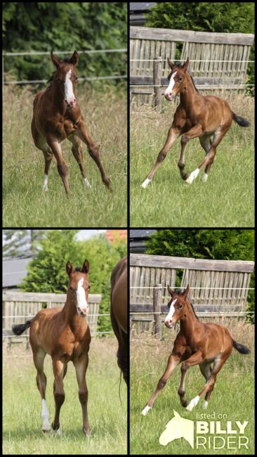 Wunderschönes Quarter Horse Stutfohlen mit guten Gängen, Kerstin Rehbehn (Pferdemarketing Ost), Pferd kaufen, Nienburg, Abbildung 12