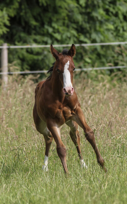 Wunderschönes Quarter Horse Stutfohlen mit guten Gängen, Kerstin Rehbehn (Pferdemarketing Ost), Pferd kaufen, Nienburg