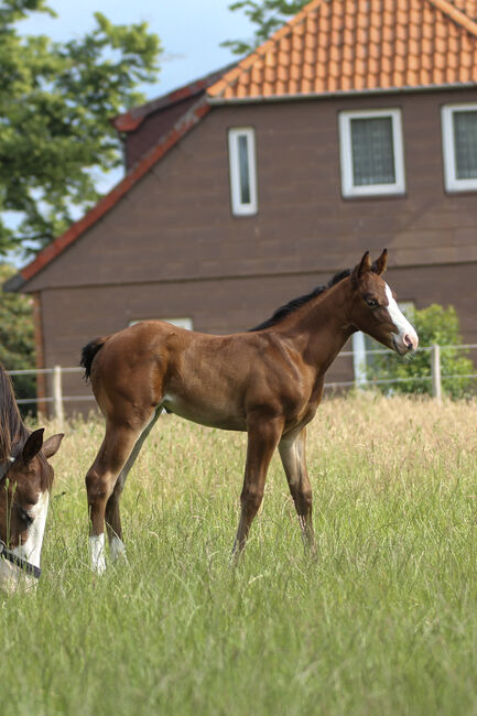 Wunderschönes Quarter Horse Stutfohlen mit guten Gängen, Kerstin Rehbehn (Pferdemarketing Ost), Pferd kaufen, Nienburg, Abbildung 4
