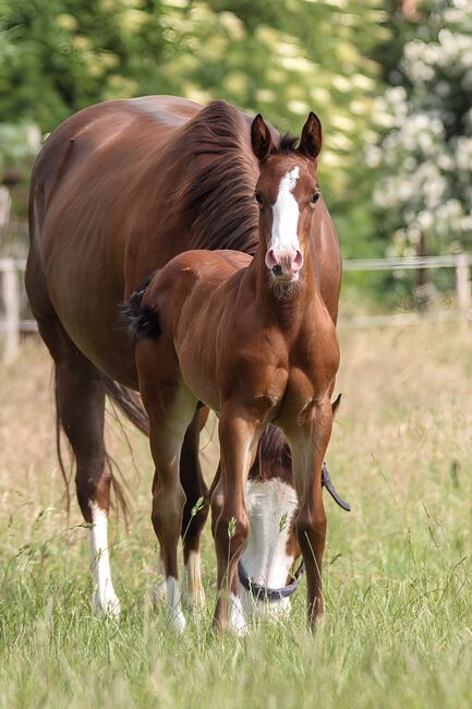 Wunderschönes Quarter Horse Stutfohlen mit guten Gängen, Kerstin Rehbehn (Pferdemarketing Ost), Pferd kaufen, Nienburg, Abbildung 5