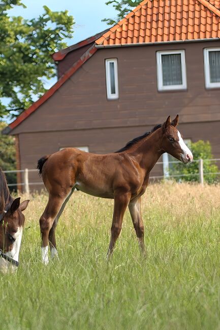 Wunderschönes Quarter Horse Stutfohlen mit guten Gängen, Kerstin Rehbehn (Pferdemarketing Ost), Pferd kaufen, Nienburg, Abbildung 10