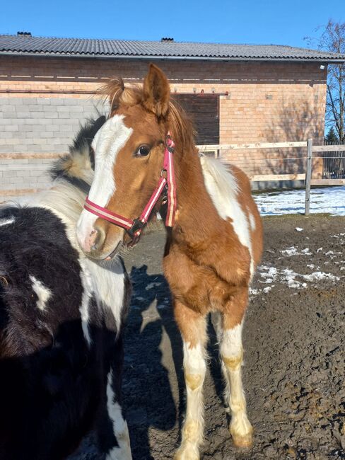 Wunderschönes Tinker Haflinger mix Hengstfohlen, Kaser, Pferd kaufen, Höhnhart, Abbildung 4