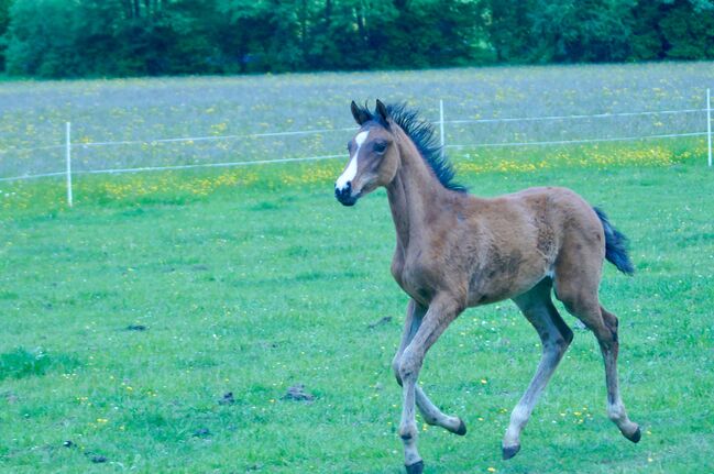 Wunderschönes Warmblut Hengstfohlen, Stefanie Schraut, Pferd kaufen, Mönchhof