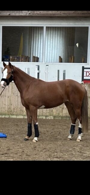Wunderschönes XXL Pony zu verkaufen, Anna, Pferd kaufen, Hamburg 